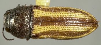 Media type: image;   Entomology 33319 Aspect: habitus dorsal view